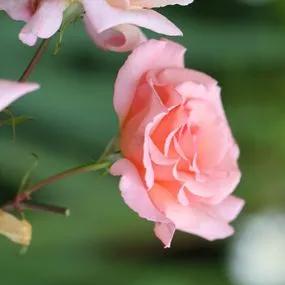 Compassion Climbing Roses (Rosa Compassion) 2